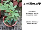心栽花坊-加州黑無花果/黑無花果/6吋/無花果/水果苗/售價180特價150