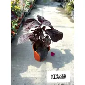 紅紫蘇 四季蔬菜盆栽地栽香草植物 紫蘇 3吋 香料 紫蘇盆栽 紅葉紫蘇