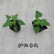 🌱水果苗【 紅妃木瓜 】木瓜苗 3吋