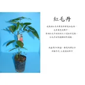 心栽花坊-紅毛丹/水果苗/實生苗/未嫁接/特價180
