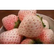 ↖　 桃薰草莓　有水蜜桃香味(種子)　↗