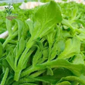 百花園藝 日本引進水晶冰菜（冰花/南非冰草）種子！自種高級生菜，葉片結晶像鑽石，脆甜多汁含天然海鹽味，陽台就能種！