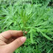 現貨 艾葉（100粒） 四季種植 紅艾葉 大葉艾葉 小葉艾葉 艾草種子 野生艾草種子 驅蚊艾草種子 盆栽庭院陽臺艾草種子