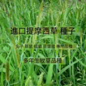 提摩西種子 牧草種子 兔子豚鼠食用牧草種子兔子糧食  多次割收草坪 多年生牧草種子