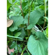 ［暄暄菜市場］魚腥草苗