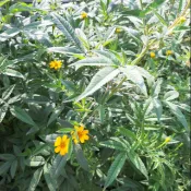 芳香萬壽菊 葉 苗 種子 苗
