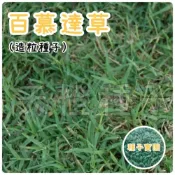 (店+)【天橙種子】百慕達草種子 造粒優級種 1公斤 狗牙根 美國進口 高發芽率 庭園草坪 快速綠化用 