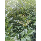 光臘樹苗蝦取宅配滿4棵出貨 種在移植袋高約100-160公分可合併不同品項