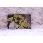 IC04C013 玉山佛甲草 中華電信 IC卡 電話卡 通話卡 公共電話卡 晶片卡 IC電話卡 二手 收集卡 無餘額 收