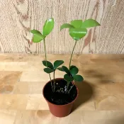 綠園-墨西哥鐵樹-幸運樹-3寸盆