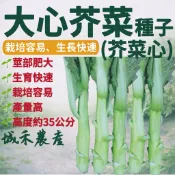 城禾農產🍃 大心芥菜種子 20克約1.4萬粒 菜心種子 芥菜心種子 刈菜心種子 大心刈菜種子 菜心種子 芥菜種子 種子