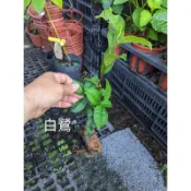 茶葉苗2.5吋黑袋盆（新中港園藝）金萱，四季春，紅心烏龍，德化山茶，武夷，台茶29翠玉