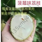 現貨 荔枝種子（25粒）四季高產 黑葉玉荷包新品種 盆栽觀賞 果樹苗 綠化庭院 園藝療癒 水果籽 實生苗 植物種子多年生