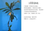 心栽花坊-黃金枇杷/大果黃金枇杷/嫁接苗/水果苗/售價250特價200