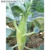 現貨 雞腿芥藍（500粒） 四季種植 雞腿格蘭菜種子芥蘭種子（大頭芥蘭種子）芥藍菜種子 甜芥菜種子甜脆芥藍養身菜