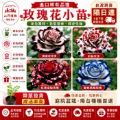 台灣現貨🌹【稀有玫瑰花苗】🌹稀有玫瑰花苗 加洛斯曼陀羅  室內外庭院陽台盆栽四季種植開花 濃香型玫瑰花苗 農場直發