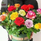 稀有玫瑰花種子（250粒） 四季種植 大花月季玫瑰花種子 濃香型耐寒好養綠植花卉盆栽室內外陽台 多年生 超低價