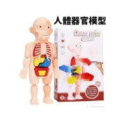 (店+)人體器官模型 /一個入 人體器官 人體構造 人體器官玩具 人體模型 人體結構 兒童玩具 醫生玩具 人體玩具