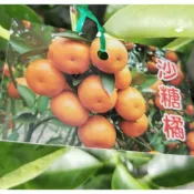 李家果苗 砂糖橘 4吋半盆 嫁接苗 高度60-70公分 特價220元 宅配一箱可以裝12棵
