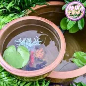 【23.4萬人回購該品牌】老土缸睡蓮荷花缸養魚老式土陶水缸陶瓷大號家用米缸儲水缸醃菜發