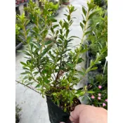 日本皋月杜鵑 早乙女｜3.5吋苖植袋～多年生，小葉品種杜鵑⋯