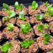 ｜蕨美｜女王 鹿角蕨 2寸盆大株小苗 /附花牌