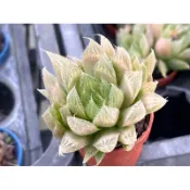 【多肉好好買】一寸盆 青雲之舞 多肉植物 現貨