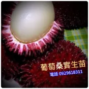 葡萄桑✅超級實生苗✅已木質化【比紅毛丹更好吃】不但果大、又多汁、正熱帶品種、 葡萄桑 葡萄桑苗 水果苗 樹苗