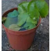 💜 💜  開市大吉～超級下殺囉！九品香水蓮花苗盆栽～【花色無法確定】 小農販賣