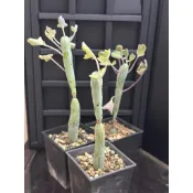 T13 七寶樹錦(不挑）熊多肉植物5.24