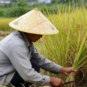 竹斗笠 防曬竹斗笠 編織農民戶外耕地遮雨遮陽青皮家居日用