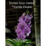 大眾蘭園  萬代蘭   Vanda Chulee Somsri blue classic