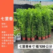 香水味 七里香 盆栽 圍籬 綠化 喬木 綠植 植物 樹