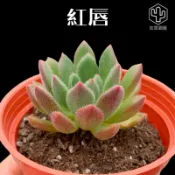 [狂買園藝] 多肉植物 紅唇(尚未變色) 💋3寸盆 /仙人掌/送禮小物/婚禮小物