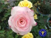 ╭＊田尾玫瑰園＊╯優良香氣植物--(玫瑰花)--可提制香精油-不挑品種