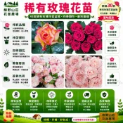 台灣現貨🌹【30款玫瑰花苗】🌹稀有玫瑰花花苗 玫瑰花苗 濃香型花卉 室內外陽台庭院四季種植開花 觀賞花卉 好養活