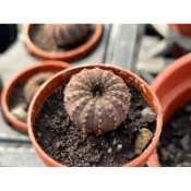 【多肉好好買】一寸盆 士童 仙人掌 多肉植物 現貨