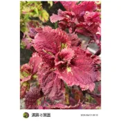 滿築觀葉彩葉草（93）