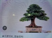收藏品無接枝日本小葉八房雀舌羅漢松，特殊少見粗幹小品盆栽大樹型好種植喜半日照以上潮濕的環境層次分明便宜割愛9900元免運