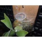 上板植物澆水施肥神器 鹿角蕨澆水漏斗 植物上板｜液肥 蘭花上板 迷你蘭花 (鹿角蕨 亞猴 女王 巨獸)