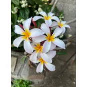 下單現鋸 三色細長花瓣 香味較淡 雞蛋花頂芽枝條 緬梔枝條