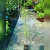 初花農場2店|苗木|落羽松|2寸黑軟袋|室外植物|冬天會紅葉，全落葉｜