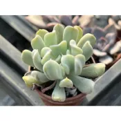 【多肉好好買】一吋盆 特葉玉蝶 多肉植物 現貨