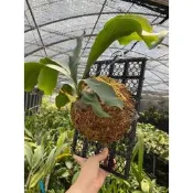 熊貓購物 植床板 鹿角蕨上板 發票現貨 上板神器 鹿角蕨 苗床 植生板 上板 蕨類 植物上板 上板
