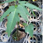 台農2號木瓜/3.5吋盆/果肉厚實、香甜多汁/樹苗/水果樹苗/果苗/嫁接/盆栽/熱帶果苗樹/矮種果樹