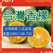 正宗無刺【台灣香檬】小品盆栽，（不是酸桔，是真正的香檬）扁實檸檬，小青檸 香水檸檬 四季檸檬 無子檸檬 檸檬苗
