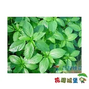 【花園城堡】黃麻菜 種子2公克 埃及國王菜 麻芛 麻薏 甜麻 埃及野麻嬰 種子 夏季蔬菜