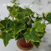 斑葉常春藤 五加科常春藤 觀葉植物 白斑 黃斑 斑葉 常春藤 白斑撒金 黃斑撒金 室內植栽 壁掛吊籃【苔苔樂】