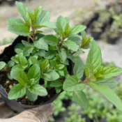 【CoCo園藝】胡椒薄荷種子~~Peppermint濃香型驅蚊薄荷~可食用觀賞盆栽蔬菜種子
