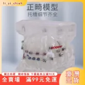 臺灣出貨 小百合模牙齒模型口腔用正畸矯正齲壞教學牙模型標準全口練習展示教具模型展示模型